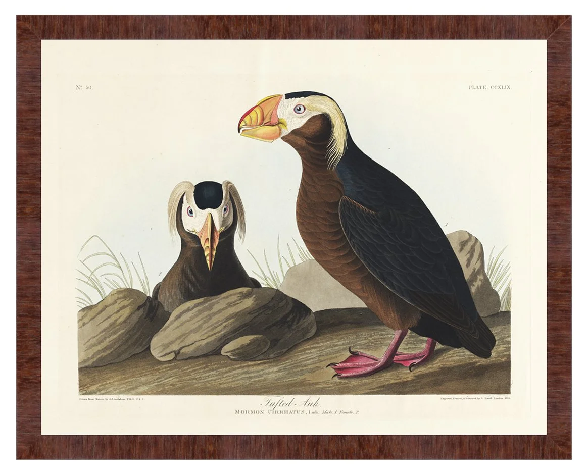 tufted auk audubon print
