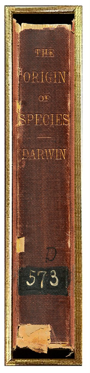 Darwin-Origin-of-Species-book-wall-art-museum-outlets.jpg