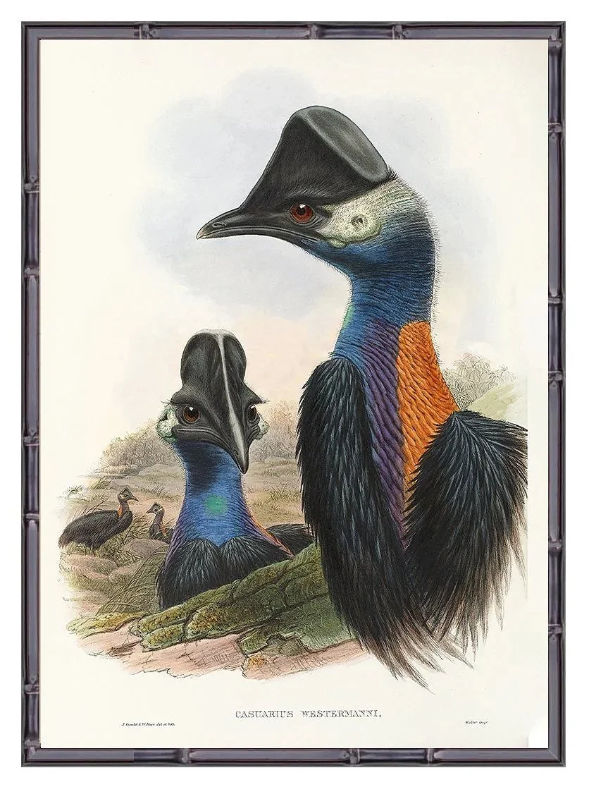 casuarius-westermanni-antique-bird-print-museum-outlets.jpg