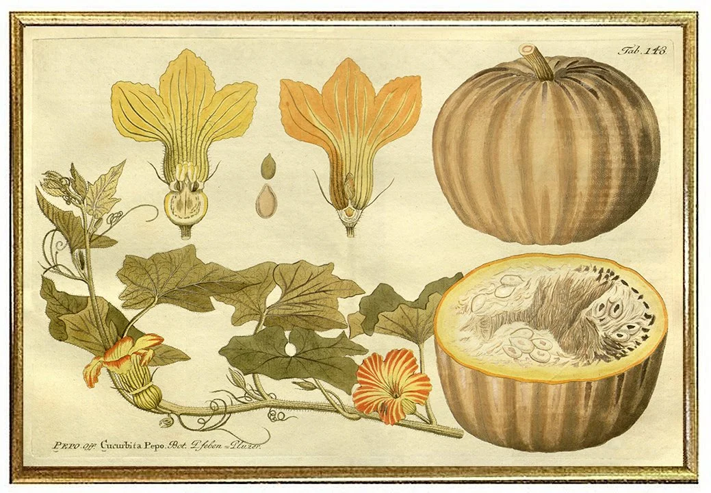 pumpkin-antique-vegetable-print--museum-outlets.jpg