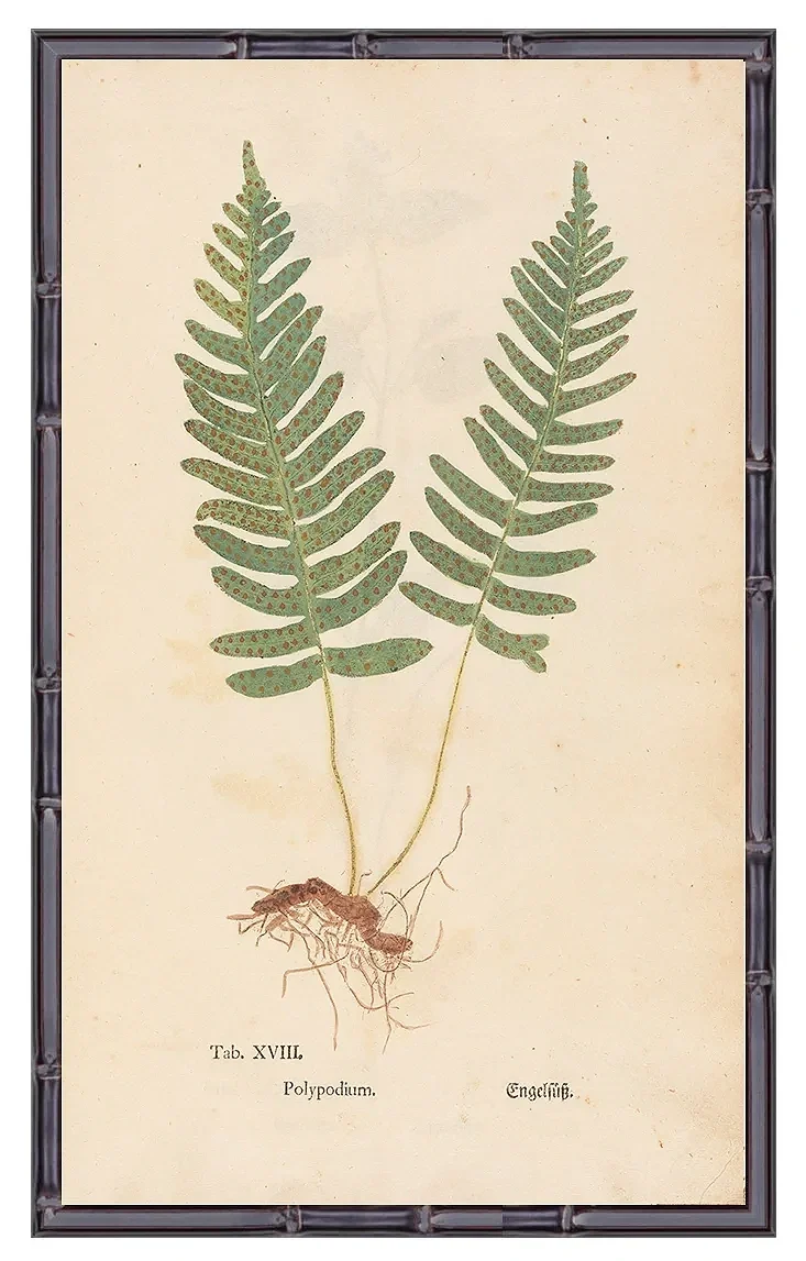 1760-fern-early-botanical-print-museum-outlets.webp