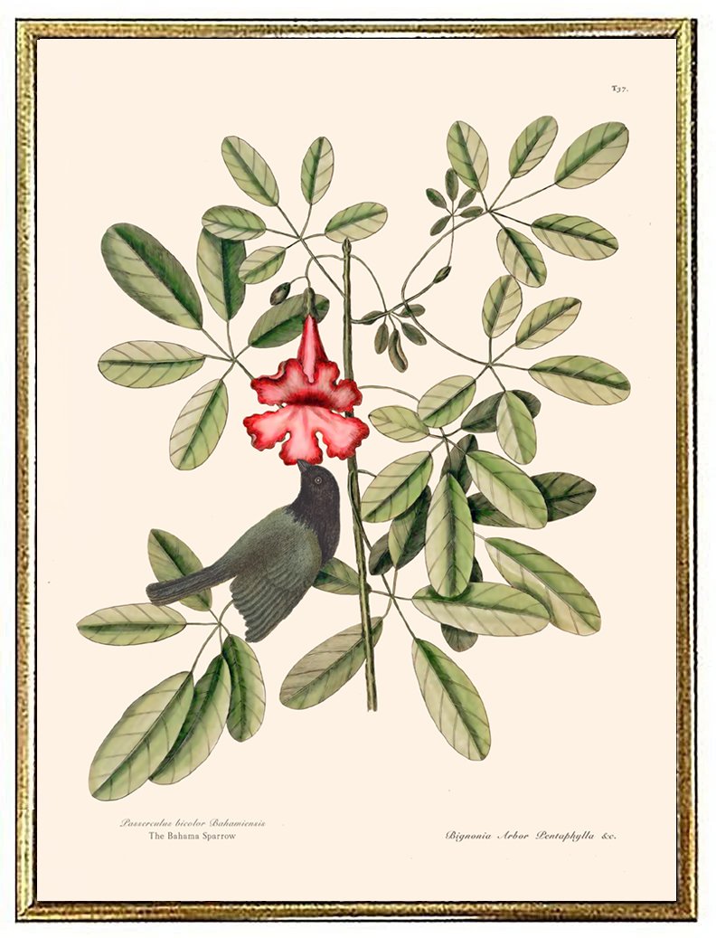 catesby-sparrow-antique-bird-prints--museum-outlets.jpg