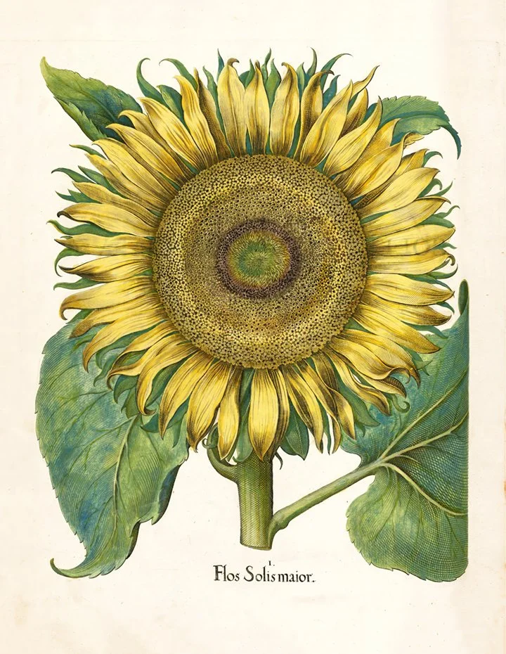 Besler-Sunflower-antique-botanical-print-museum-outlets.jpg