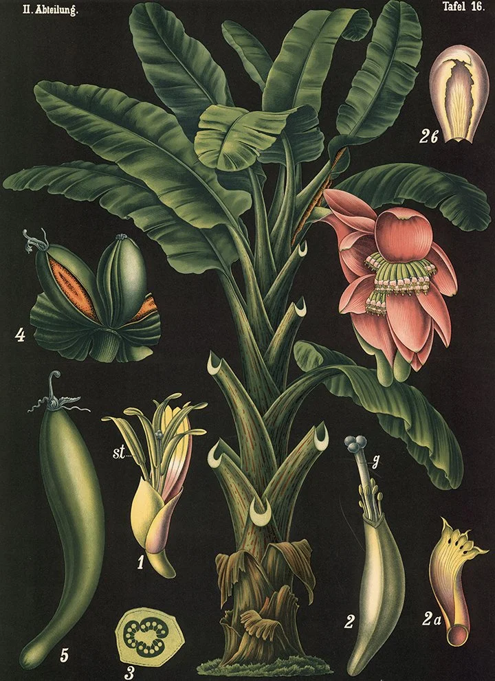 banane-vintage-botanical-print.jpg