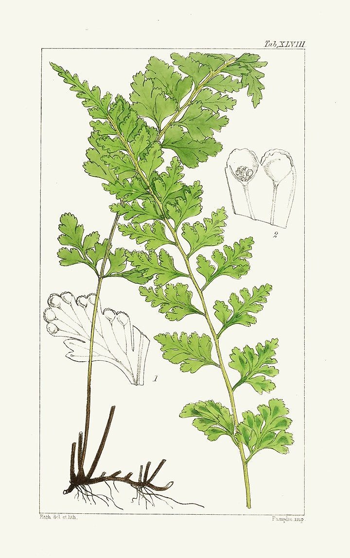 vintage fern prints plate 66