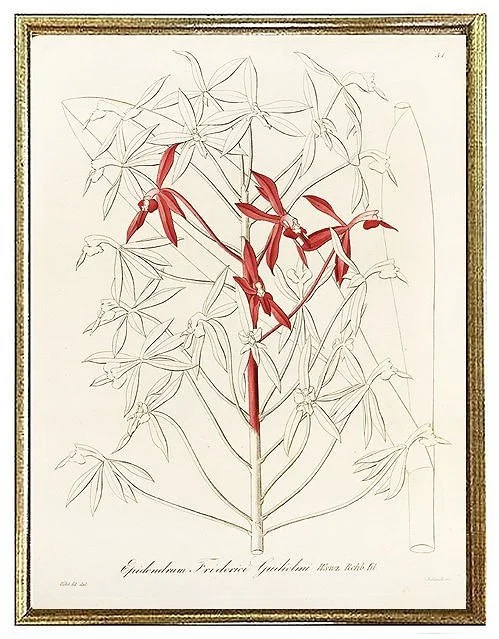 antique orchid print