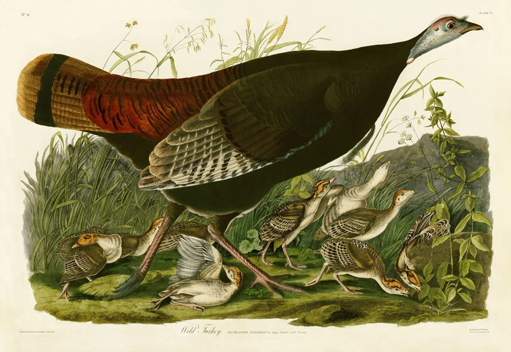 Audubon-Wild-Turkey-female-Plate-6-audubon-print-museum-outlets.jpg