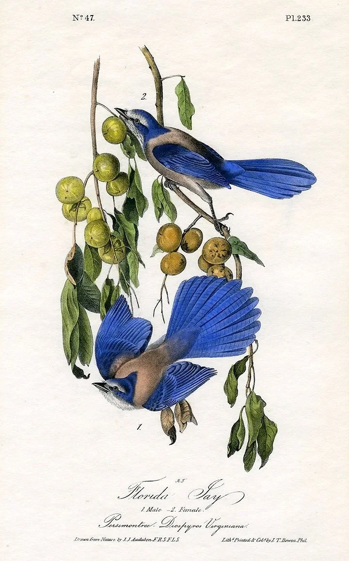florida-jau-audubon-print-museum-outoets.jpg