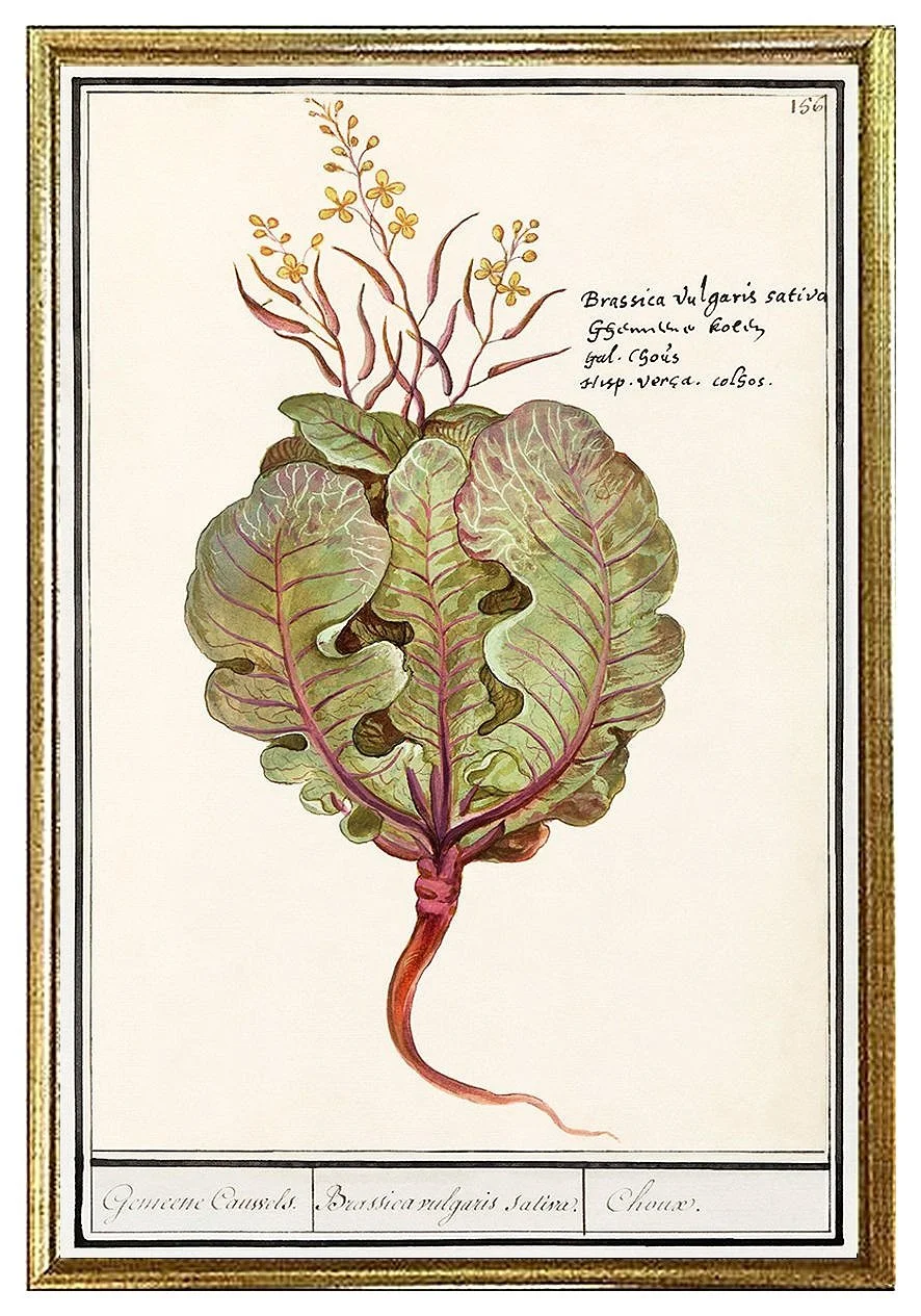 de-boodt-brassica-cabbage-antique-botanical-print-museum-outlets.jpg