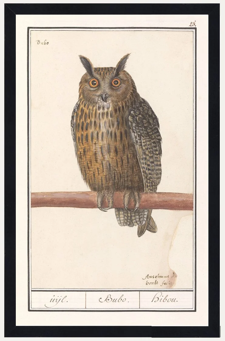 de-boodt-long-eared-owl-vintage-bird-prints-museum-outlets.jpg