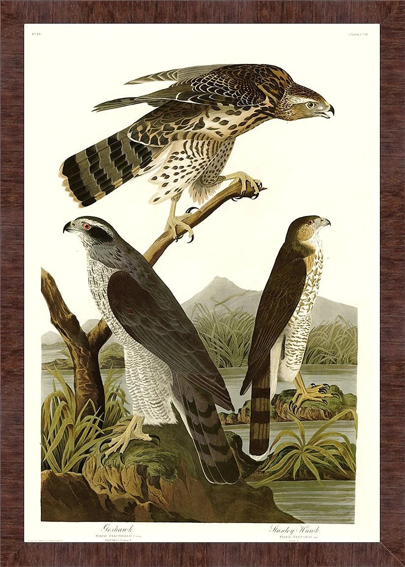Stanley Hawk Audubon Print