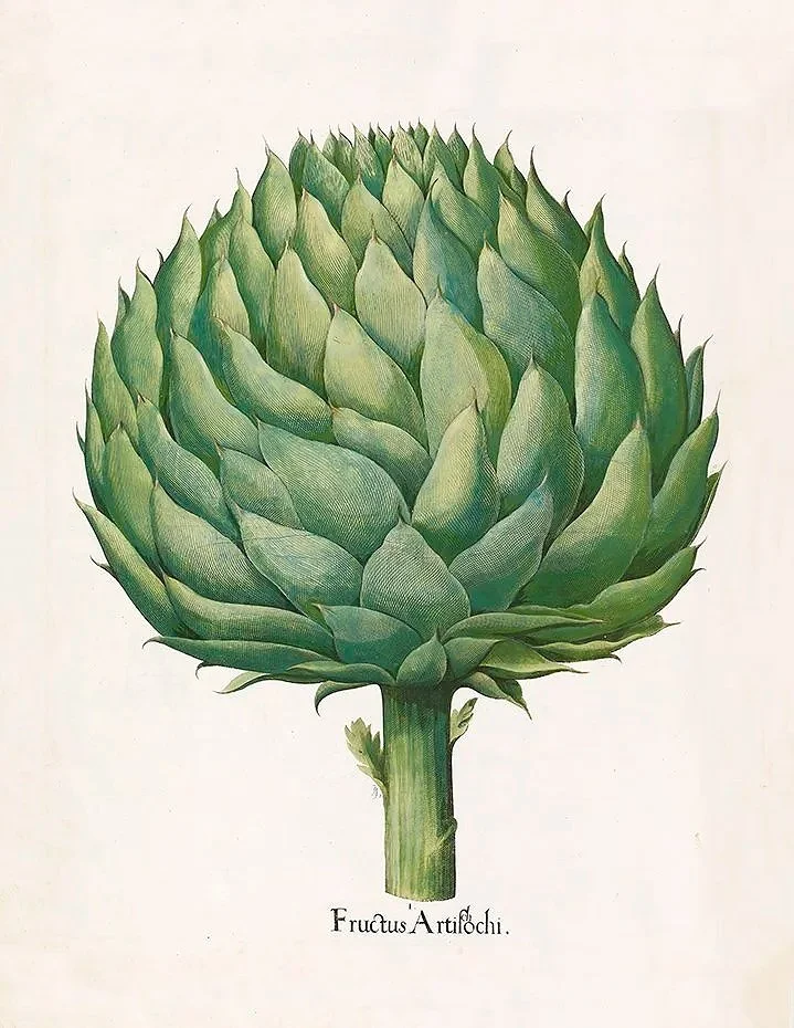 Besler-Artichoke-antique-vegetable-print-museum-outlets.jpg