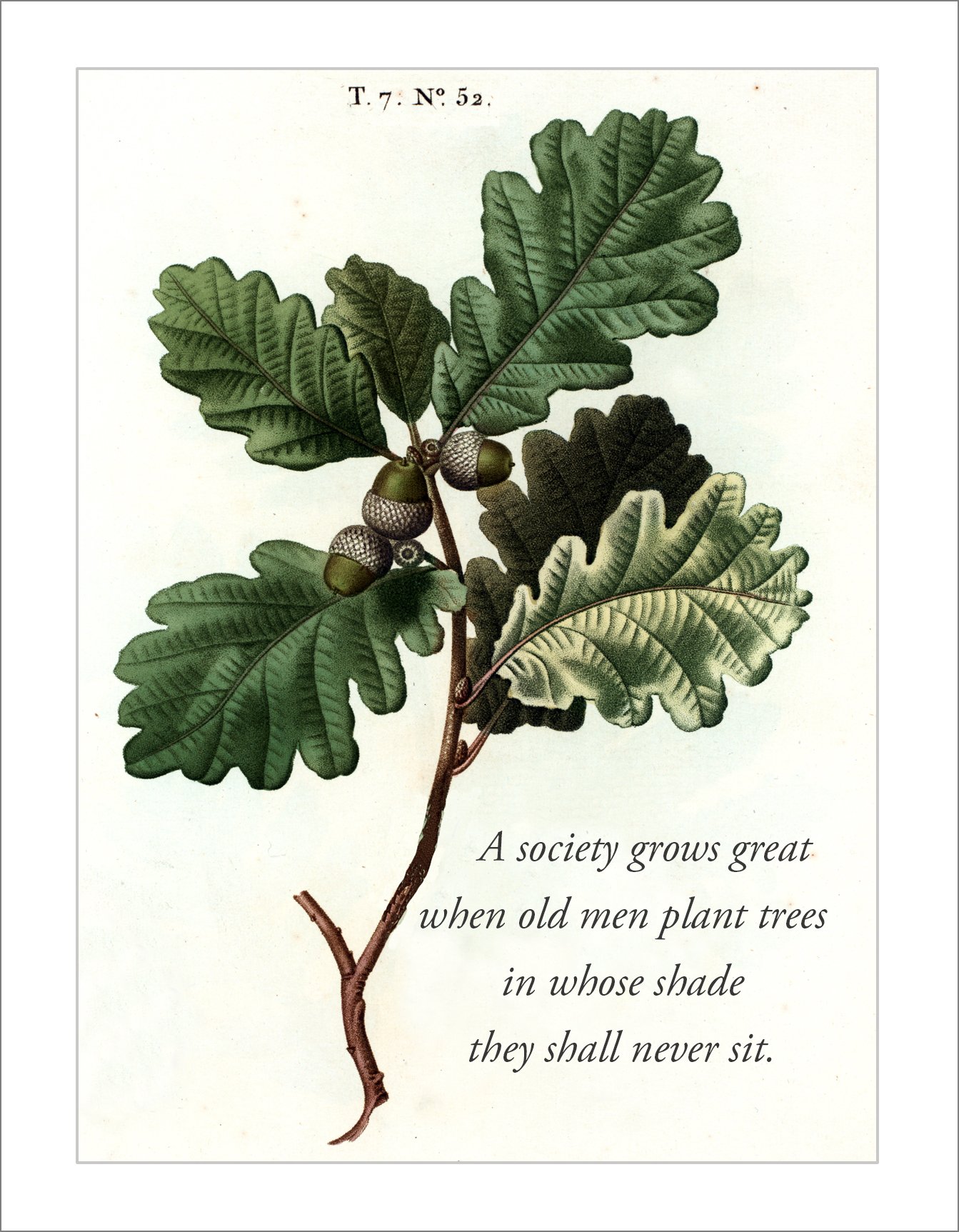 society grows great old men plant trees shade notecard