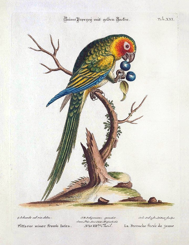 Green Parrot Antique Bird Print Edwards Seligman