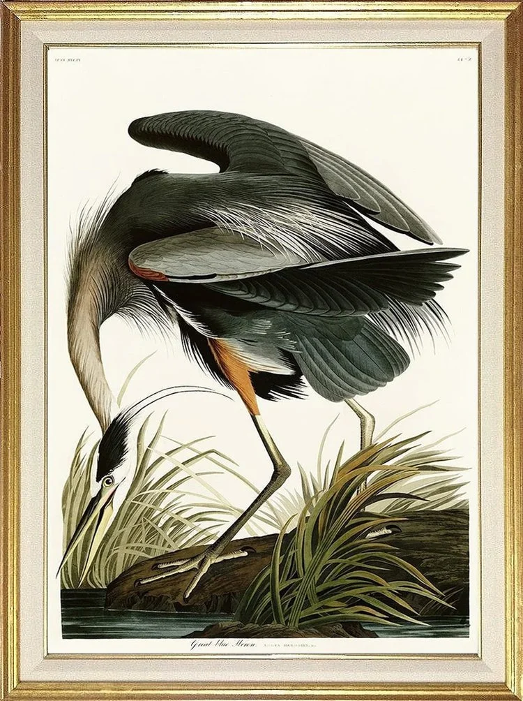 audubon-blue-heron-print-museum--outlets.jpg