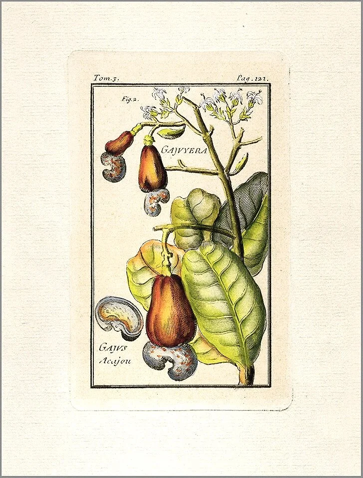 gavvers-cashews-antique-botanical-print-museum-outlets.jpg