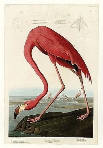 american flamingo audubon print