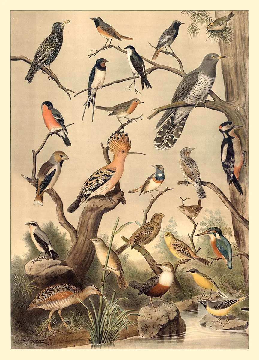 Goering-Small-Bird-Grouping-vintage-bird-prints-museum-outlets.jpg