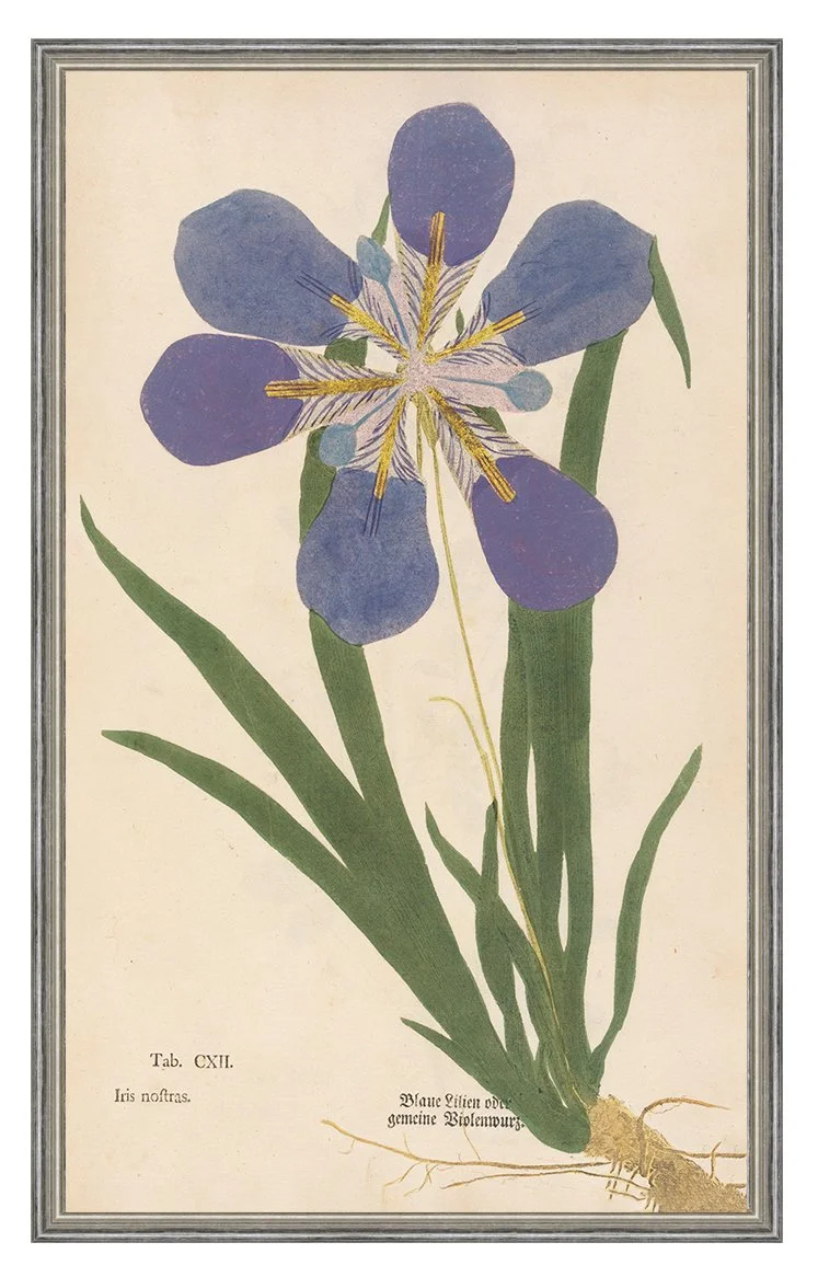 1760-ludwig-iris-antique-botanical-print.jpg