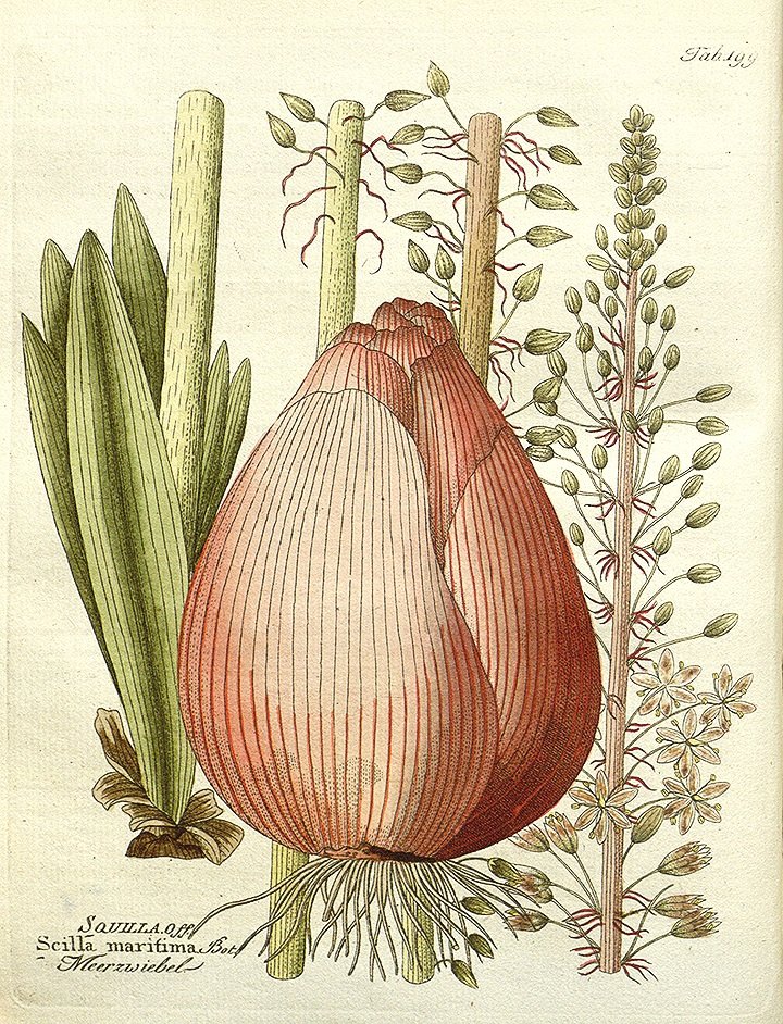 scilla-antique-botanical-print-museum-outlets.jpg