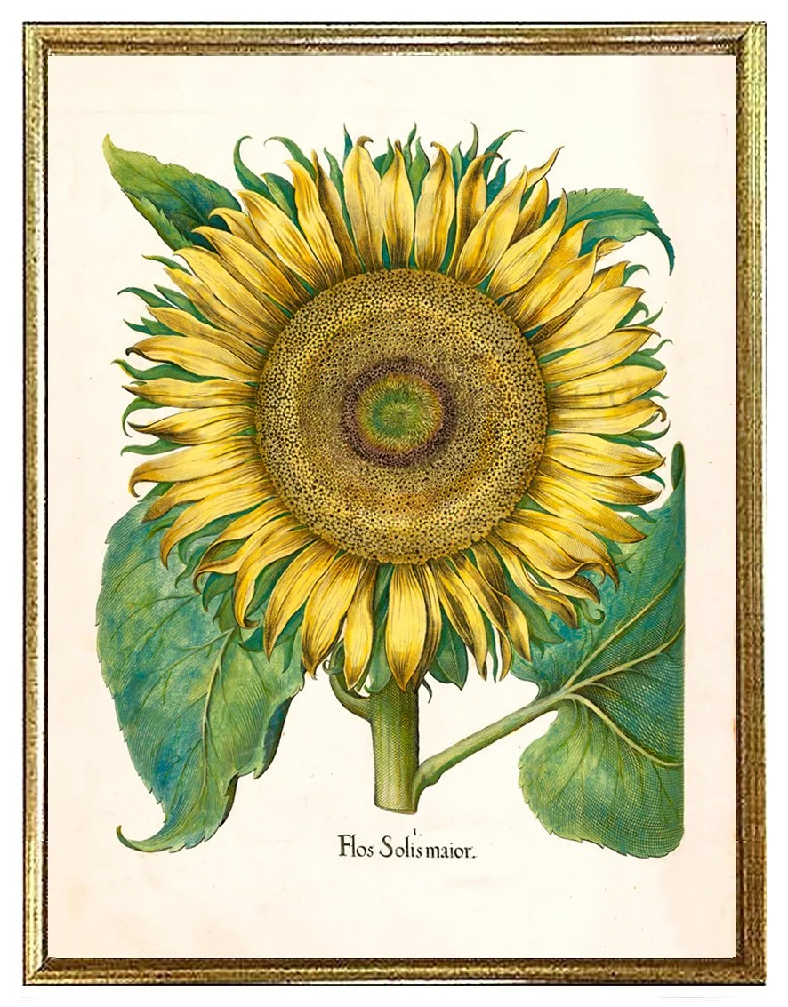 besler-sunflower-antique-botanical-print--museum-outlets.jpg