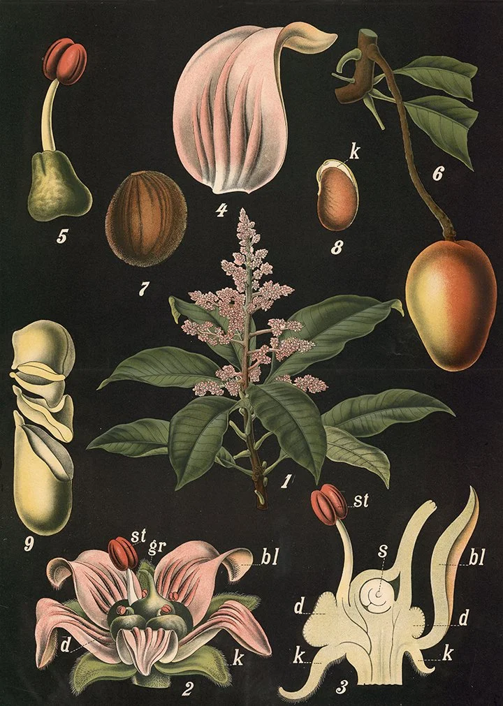 indian-mango-tree-vintage-botanical-print-museum-outlets.jpg