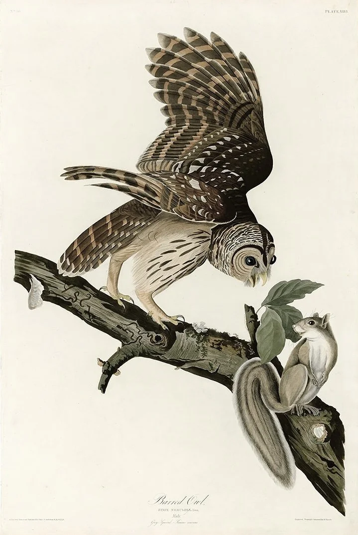 Barred Owl Antique Audubon Print