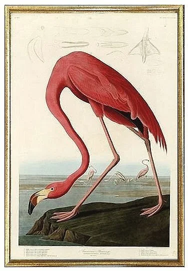 american flamingo audubon print