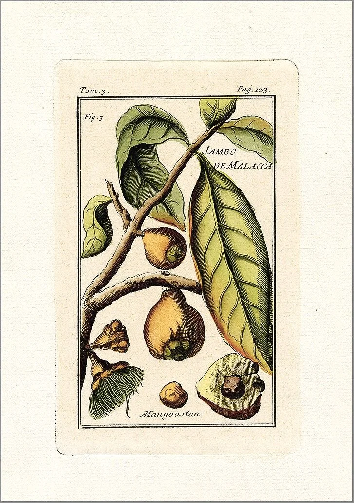 pear-antique-botanical-print-museum-outlets.jpg