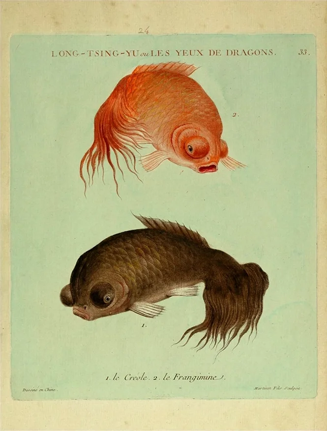 chinese-koi-fish-antique-asian-art-pl.-24--museum-outlets.webp