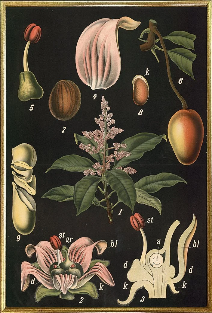 indian-mango-tree-vintage-botanical-print--museum-outlets.jpg