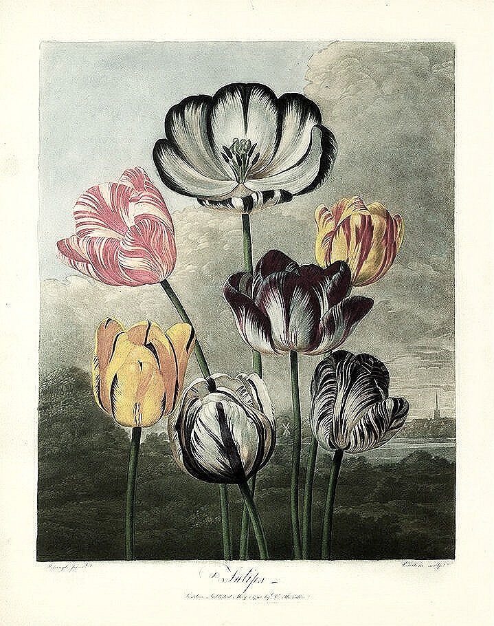 thornton-tulips-antique-botanical-print-museum-outlets.jpg