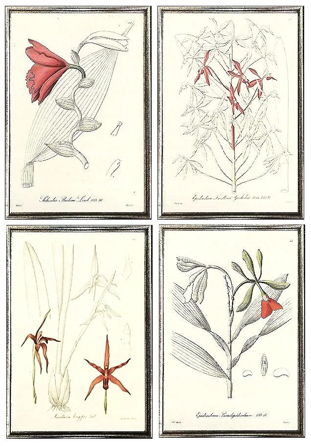orchid-botanical-framed-wall-grouping.jpg