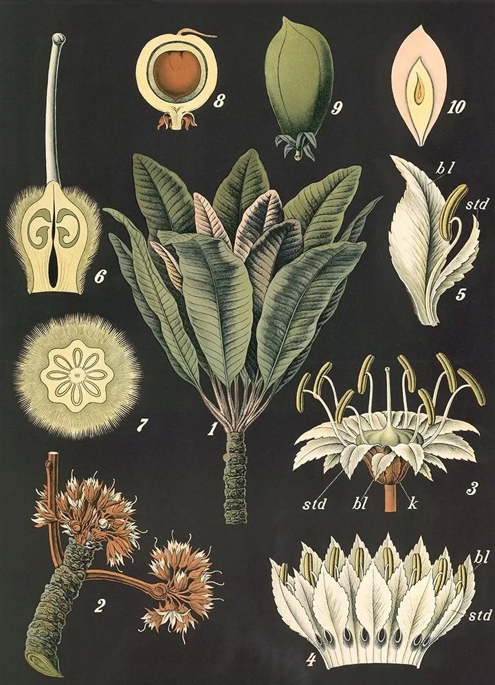 african-butter-tree-vintaage-botanical-print-museum-outlets.jpg