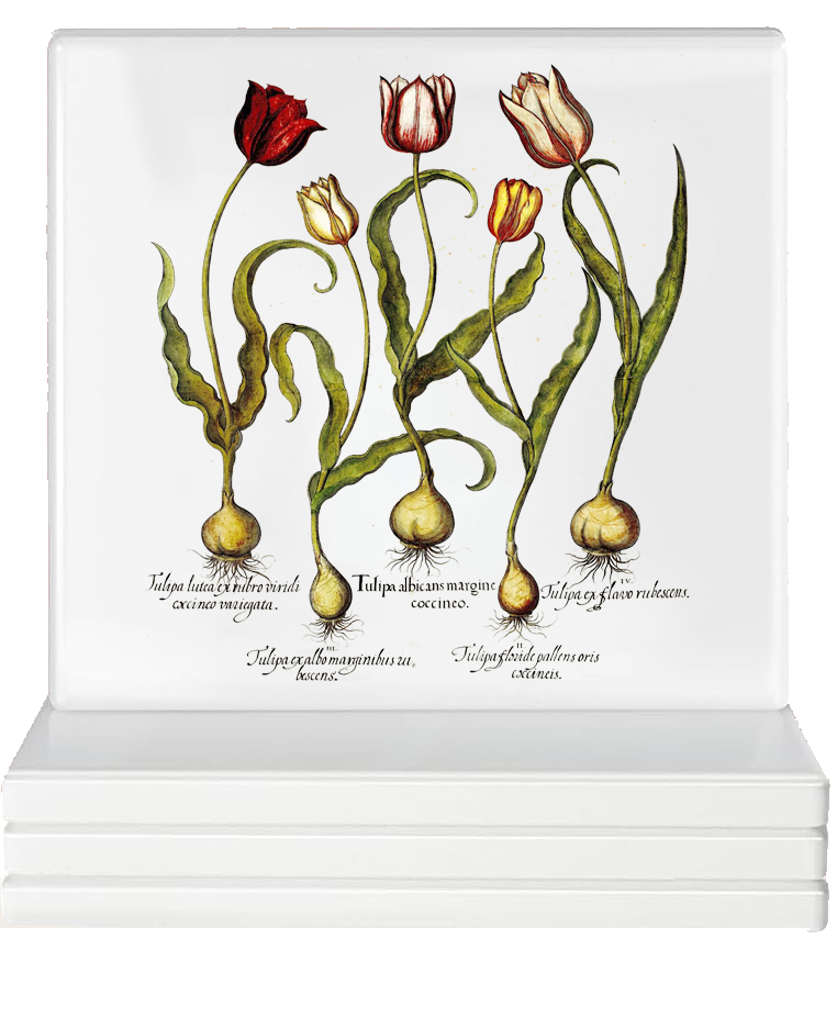 besler-tulips-coasters-museum-outlets.png