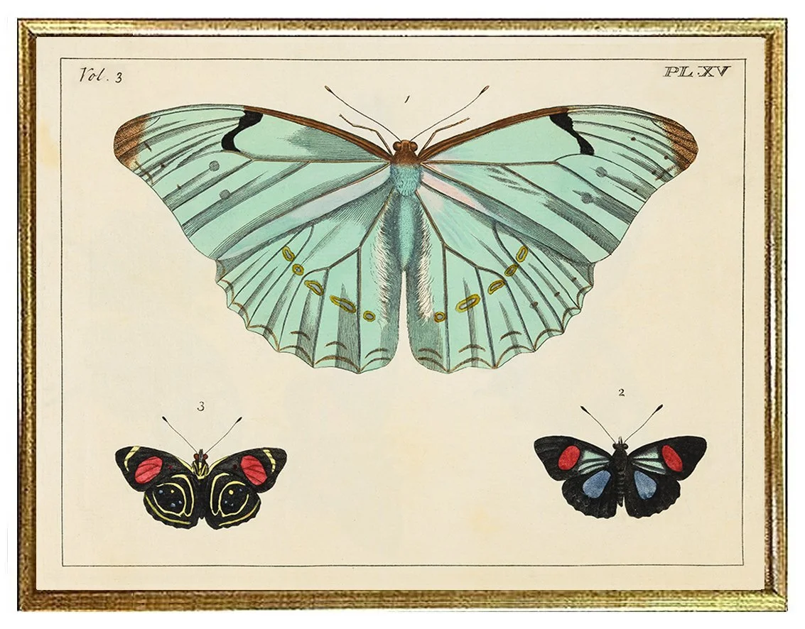 1700-blue-morpho-antique-butterfly-print--museum-outlets.jpg