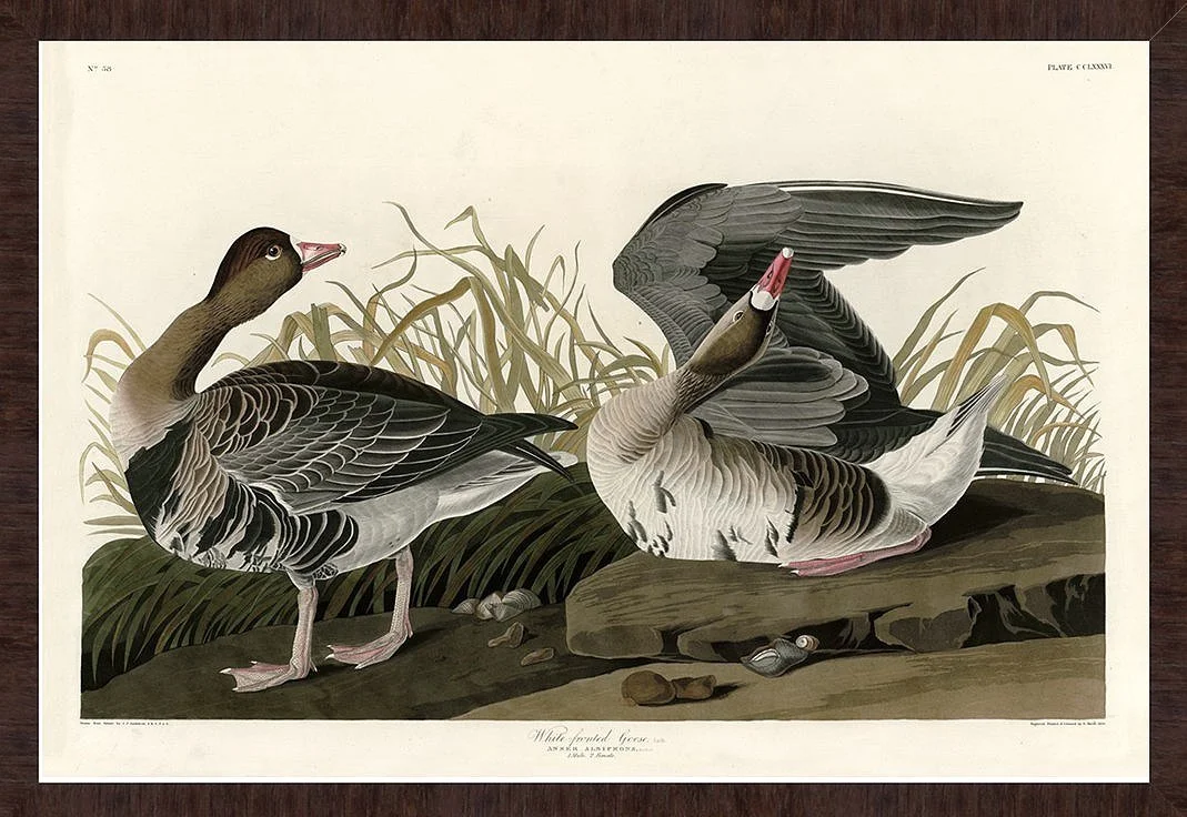 White Fronted Goose Audubon Print
