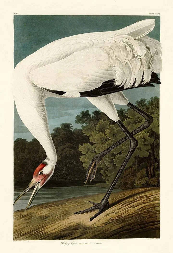 Audubon-Hooping-Crane-Plate-226-print-museum-outlets-.jpg
