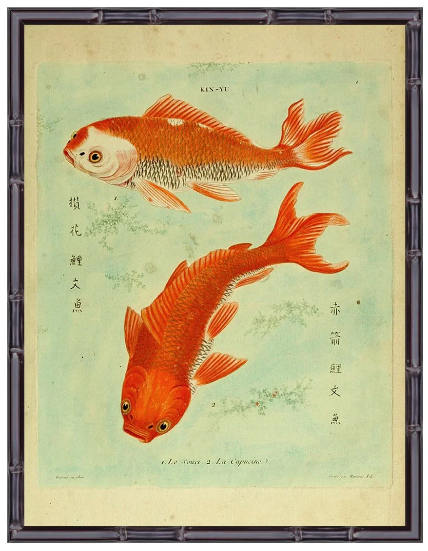 koi fish antique asian prints wall art