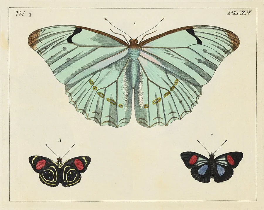 1700-Blue-Morpho-antique-butterfly-print-museum-outlets.jpg