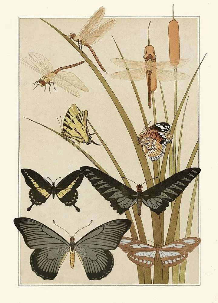 Verneuil Papillons Vintage Butterflies Print