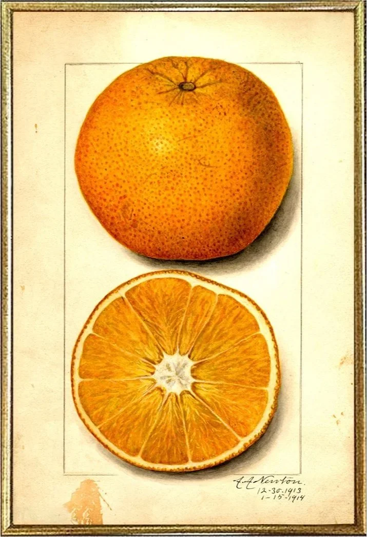 navel-orange-antique-fruit-print-museum-outlets.jpg
