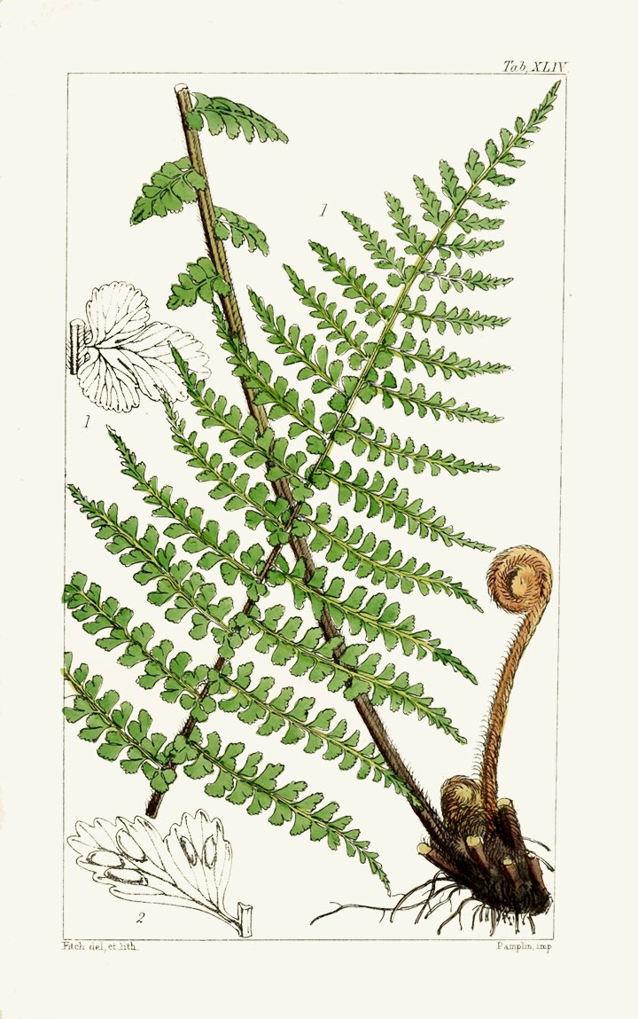vintage fern prints