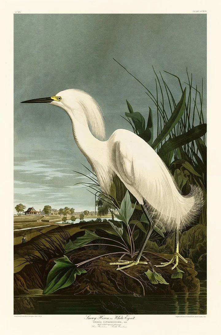 Audubon-Snowy-Heron-print-left-museum-outlets.jpg
