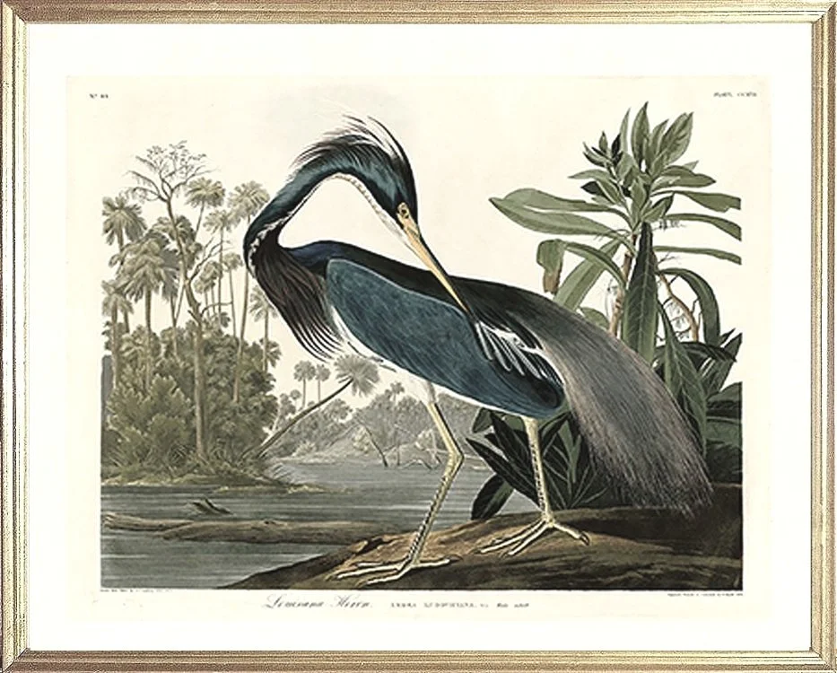 louisiana-blue-heron-audubon-print-museum-outlets-.jpg