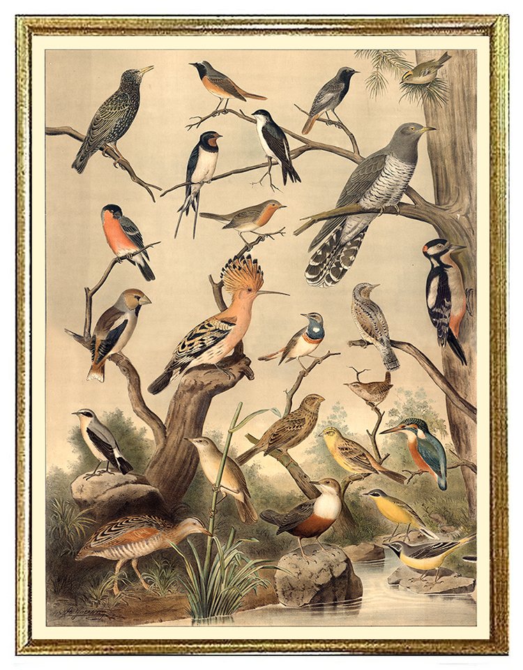 goering-bird-grouping-vintage-bird-print--museum-outlets+%281%29.jpg