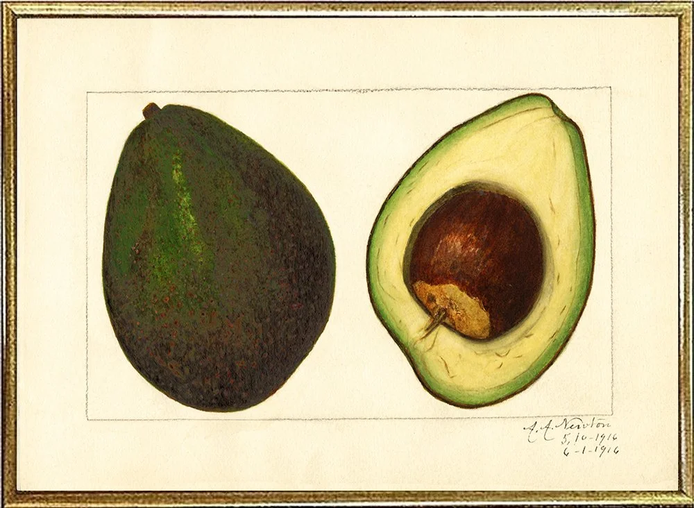avocado-vintage-vegetable-print-museum-outlets.jpg
