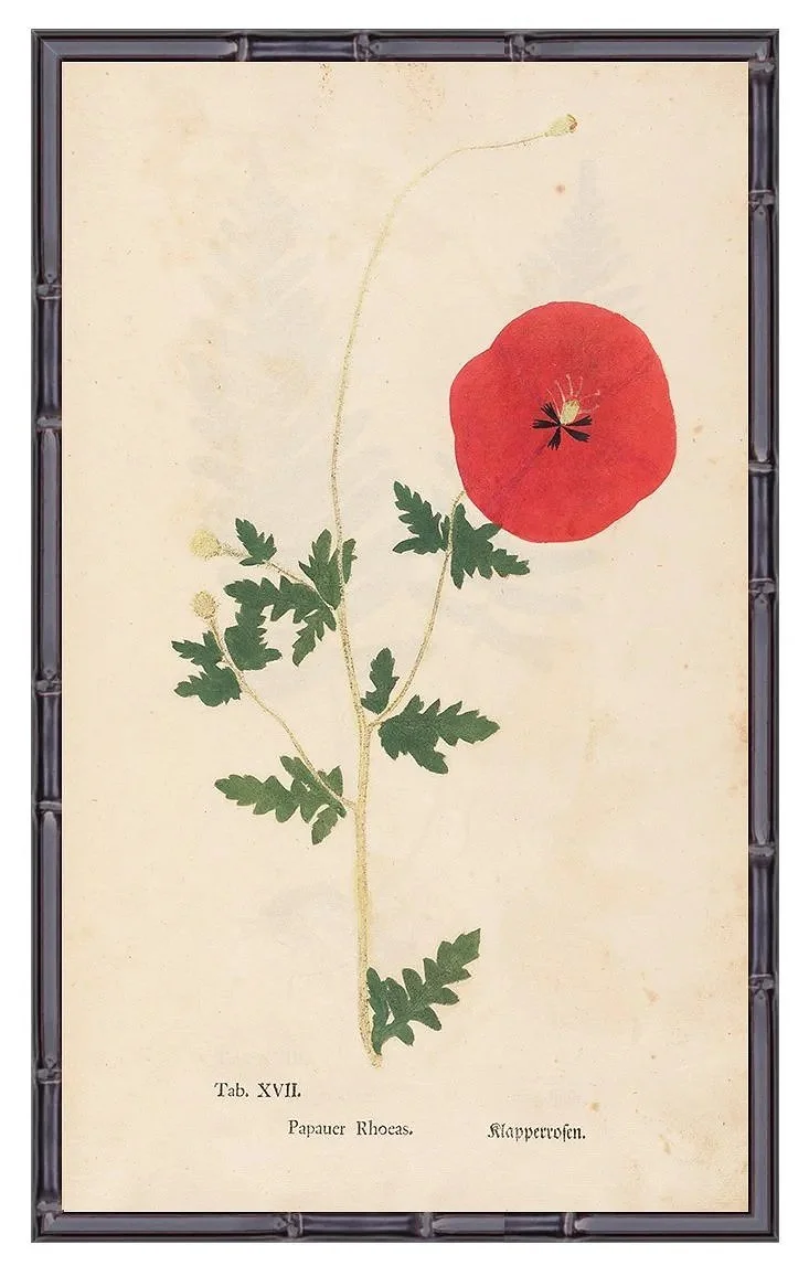 1760-poppy-early-botanical-print-museum-outlets.jpg