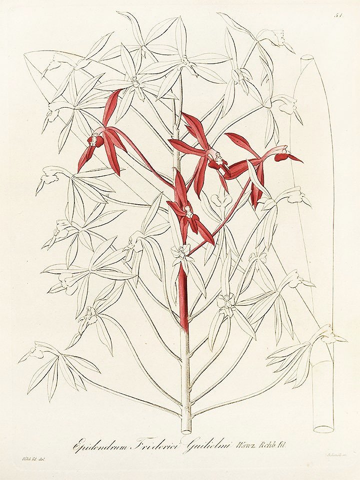antique orchid print