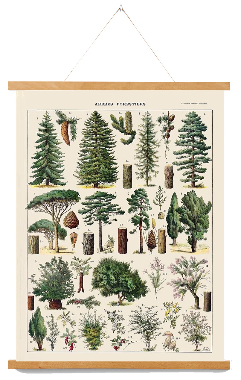 millot-trees-canvas-wall-chart-museum-outlets.png